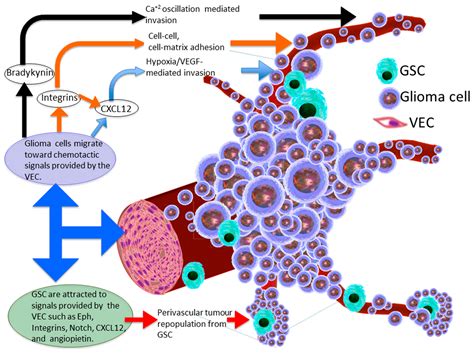 IJMS | Special Issue : Glioma Cell Invasion