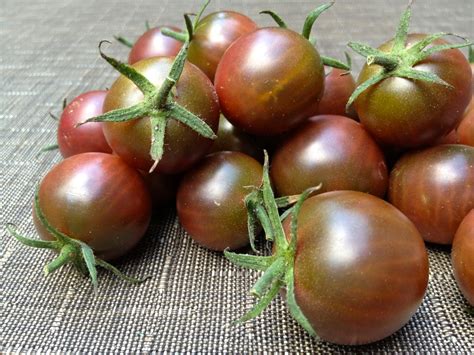 Tips for Choosing the Best Tomato Varieties! - Whole-Fed Homestead