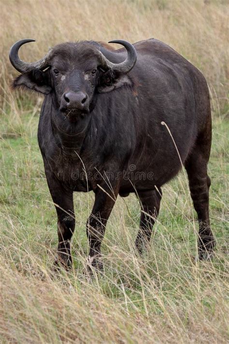 Cape Buffalo Herd, Kenya, Africa Stock Photo - Image of horned, powerful: 142115642