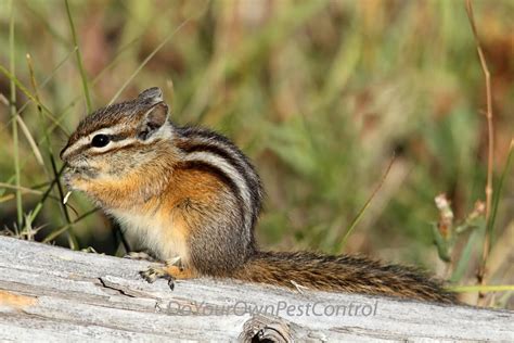 How To Get Rid Of Chipmunks | Do-It-Yourself Pest Control