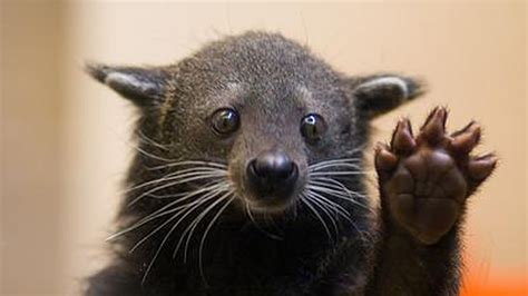 "Bearcats Are Real" - Down The Drive