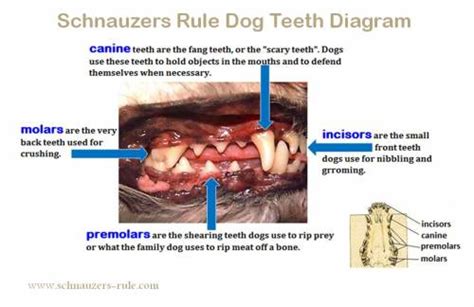 How Often Do Dogs Lose Their Teeth