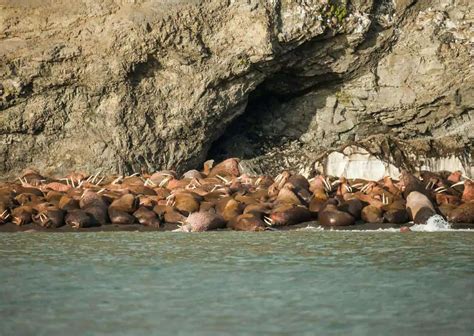 Walrus Behavior - AnimalBehaviorCorner