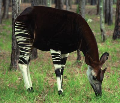 World All Animals: Okapis