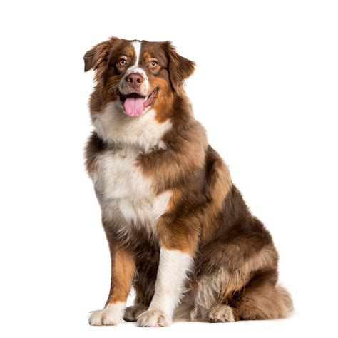 Everything you need to know about the heat cycle of an Australian Shep