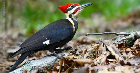 Pileated Woodpecker - American Bird Conservancy