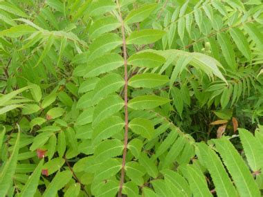 Staghorn Sumac: Identification, Leaves, Bark & Habitat | Rhus hirta