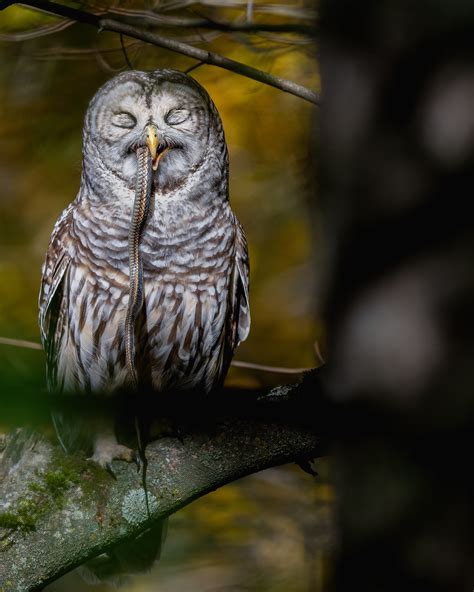 Barred Owl eating Snake - FM Forums