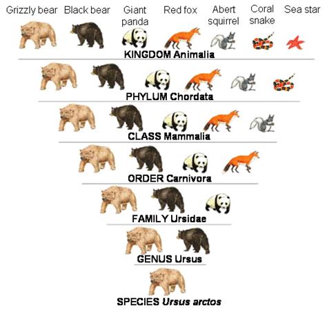 Ursidae Animals