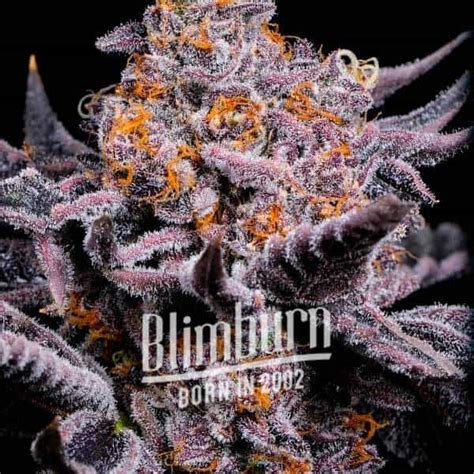 Bubble Gum Sherb Strain Seeds | 32% THC | Buy Weed Seeds