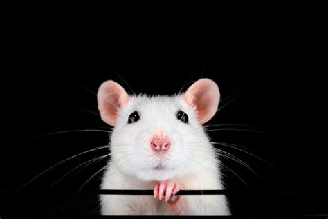 'Rat-human hybrids' to be developed in Japan after government signs off research