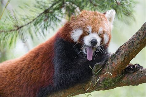 Red panda yawning | A cute photo of a red panda posing on a … | Flickr