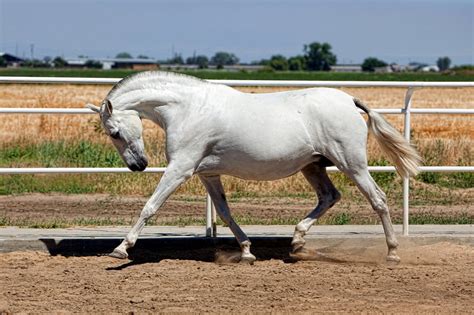 Andalusian Horse Breed Guide: Characteristics, Health & Nutrition | Mad ...