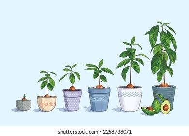 Growth Stages Avocado Tree Plant Bone: เวกเตอร์สต็อก (ปลอดค่าลิขสิทธิ์) 2258738071 | Shutterstock