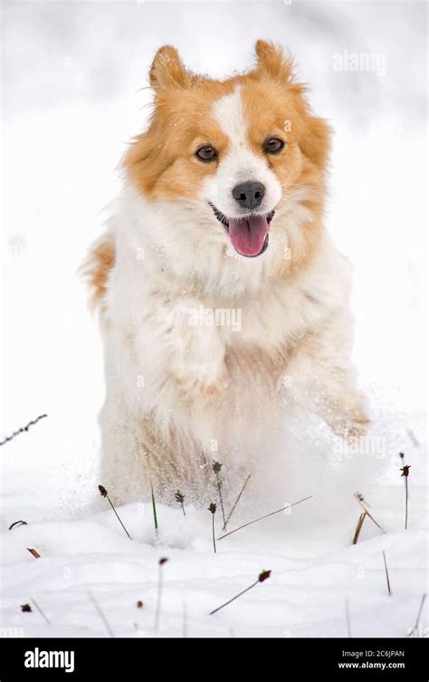 Happy little dog jumping in the white snow Stock Photo - Alamy