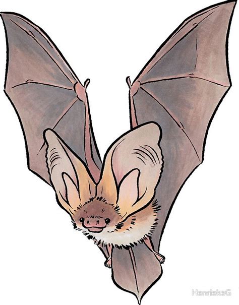 Grey long-eared bat Sticker by HenriekeG | Bat art, Creature art, Drawings