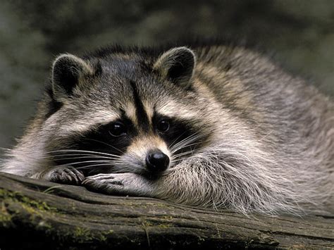 Free download | HD wallpaper: grey racoon, macro, raccoon, animal, mammal, wildlife, nature ...