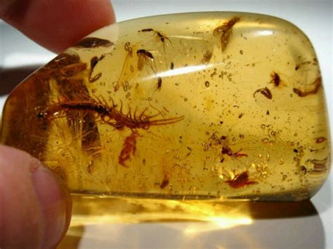 80 best Amber fossils images on Pinterest | Amber fossils, Minerals and ...