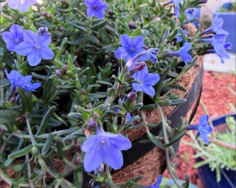 Lithodora – Sunnyvale-Garden