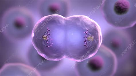 Mitosis in cell division, animation - Stock Video Clip - K004/9121 ...