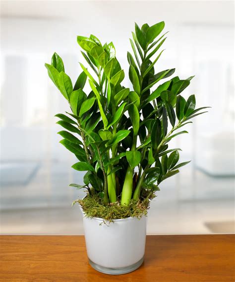 Houseplant Appreciation Day- The Benefits of Houseplants - Currans Flowers