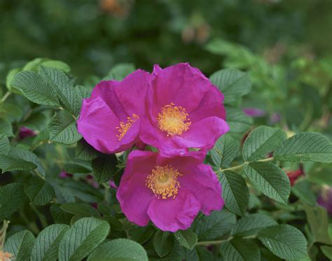 How to Grow and Care for Rugosa Roses