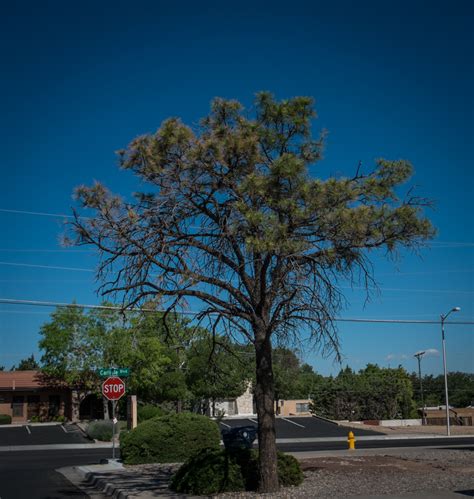 Water in the desert, dying urban tree edition – jfleck at inkstain