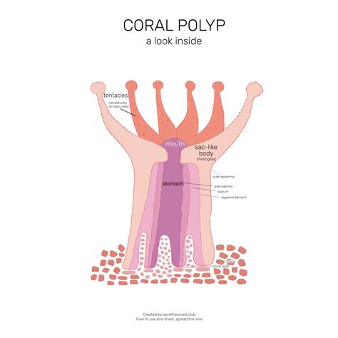 CORALS — SAVE THE CORALS