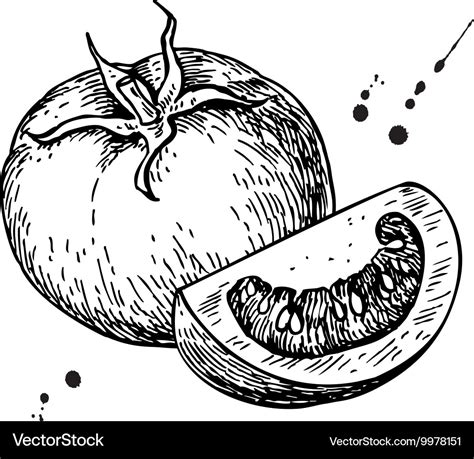 Tomato drawing isolated and sliced Royalty Free Vector Image