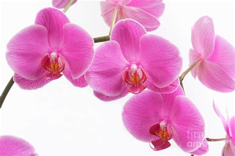 Pink orchid flowers in close-up Photograph by Rosemary Calvert - Fine Art America