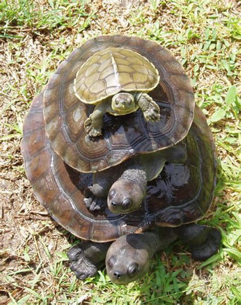 Northern river terrapin (Batagur baska)