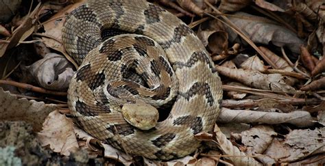 Venomous Snakes of Maryland – Natural History Society of Maryland