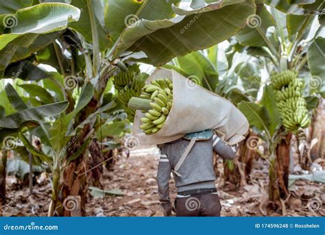 Harvesting on the Banana Plantation Stock Photo - Image of back, farm: 174596248