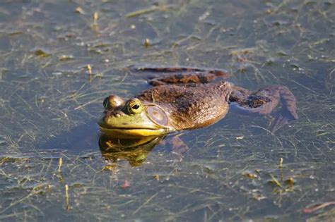 American bullfrog - Facts, Diet, Habitat & Pictures on Animalia.bio