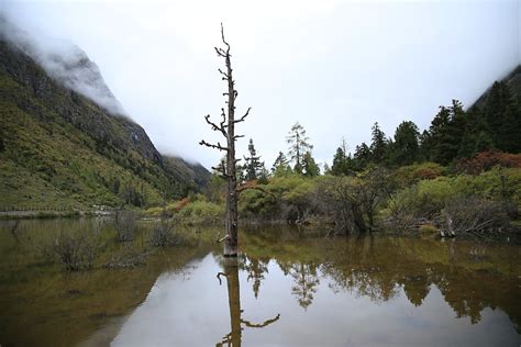 Qilian Mountains Conifer Forests | One Earth