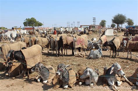 Nagaur Cattle Fair