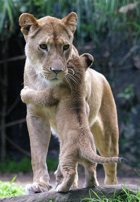 Lion hug - Teh Cute