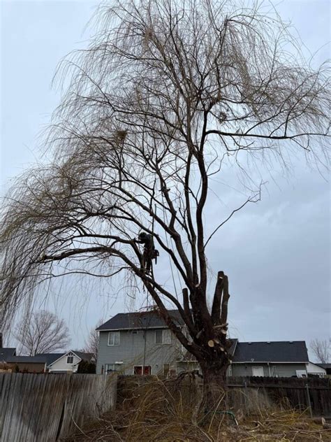 Tree Removal Services Nampa, Idaho - Trees All Day