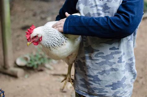 Easy Steps to Raising Meat Chickens - Amy K. Fewell