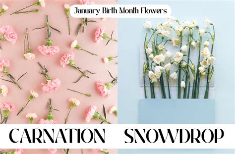 12 Birth Month Flowers & Their Meanings | Blog | Alpha Floral