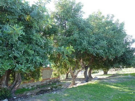 Algarrobo or Carob Tree - Nerja Rob Nature