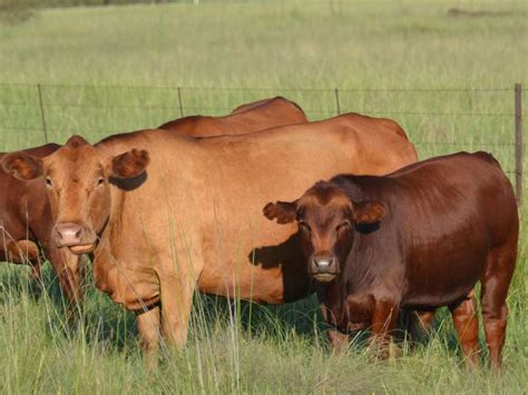 Tuli Cattle — SA Smallholder