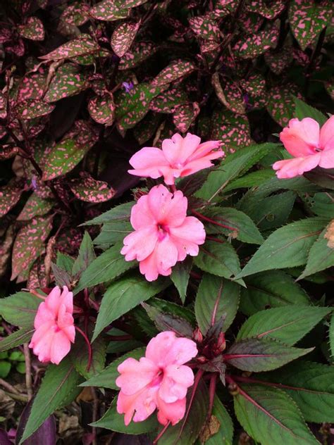 Annual Flowers for Shade Gardens | HGTV