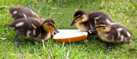 Ducklings Eating Bread I by dansam on DeviantArt