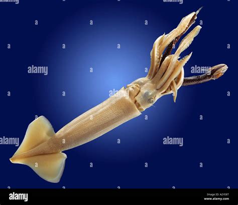 Loligo sp squid Stock Photo - Alamy