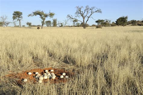 Ostrich Eggs (2) | Namibias Süden | Pictures | Namibia in Global-Geography