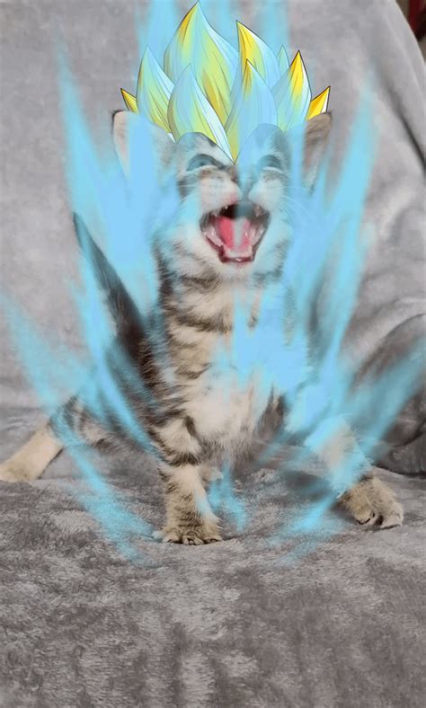 Super Saiyan Cat. : r/Catmemes