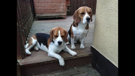 2 beagles having a bit of a fight over a ball . - YouTube