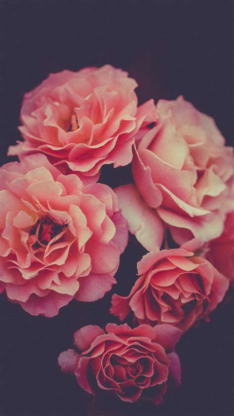 Rose iPhone Wallpapers - Wallpaper Cave