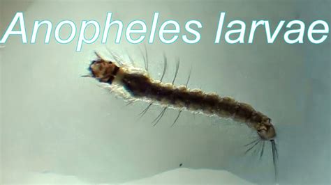 Anopheles larvae - YouTube